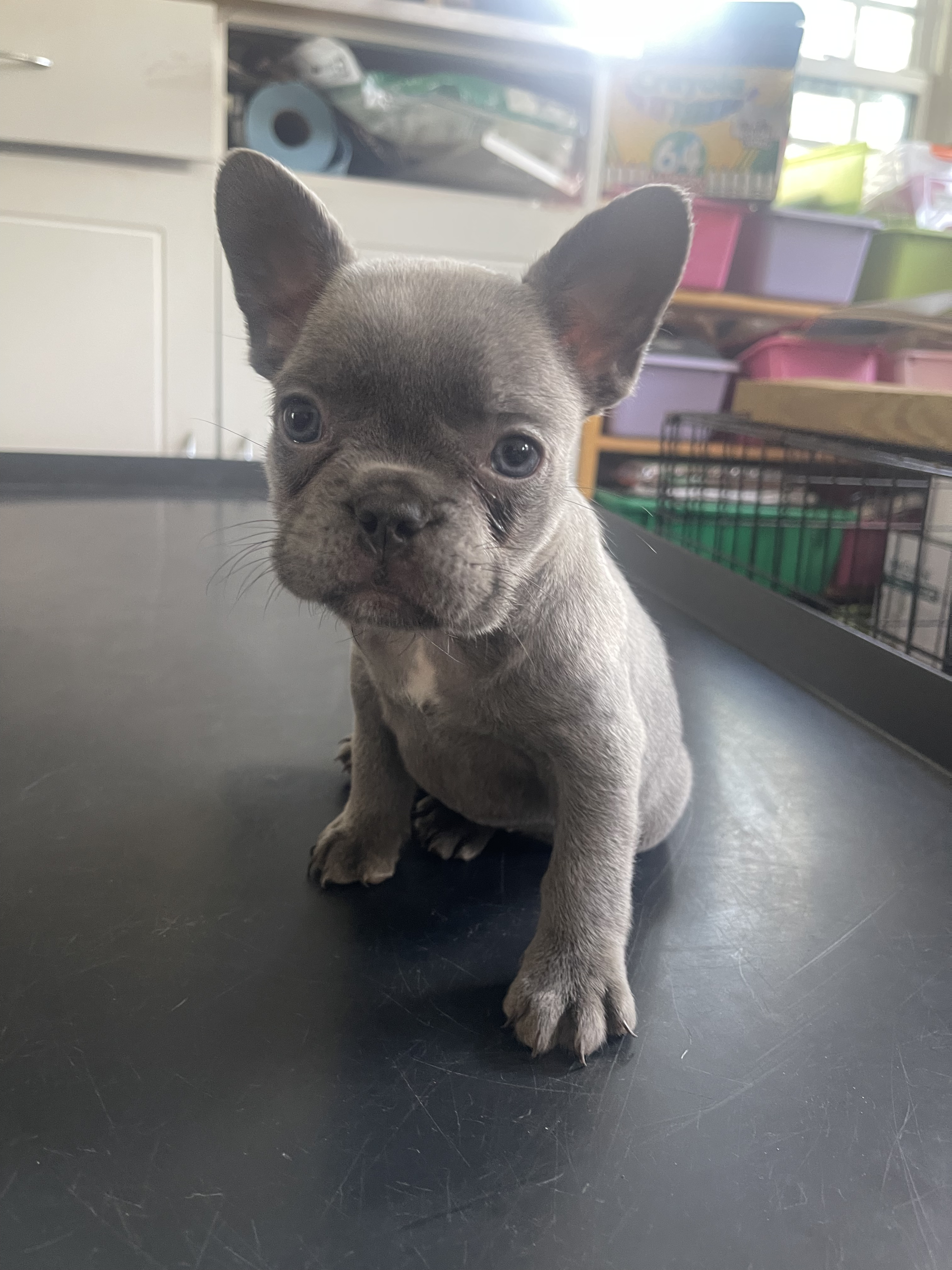 Bear — blue/lilac coat French Bulldog puppy