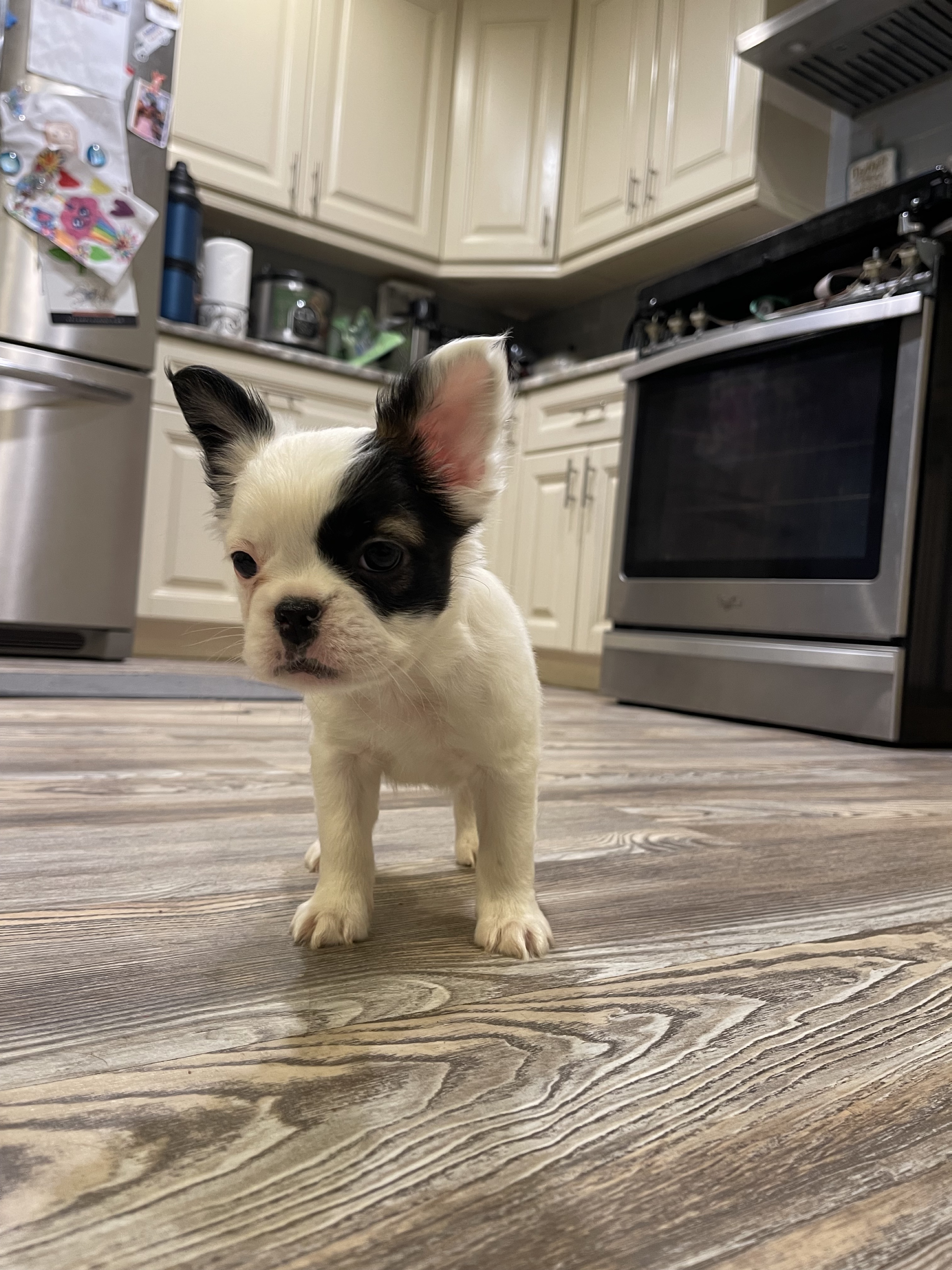 Mellow — panda patch French Bulldog puppy