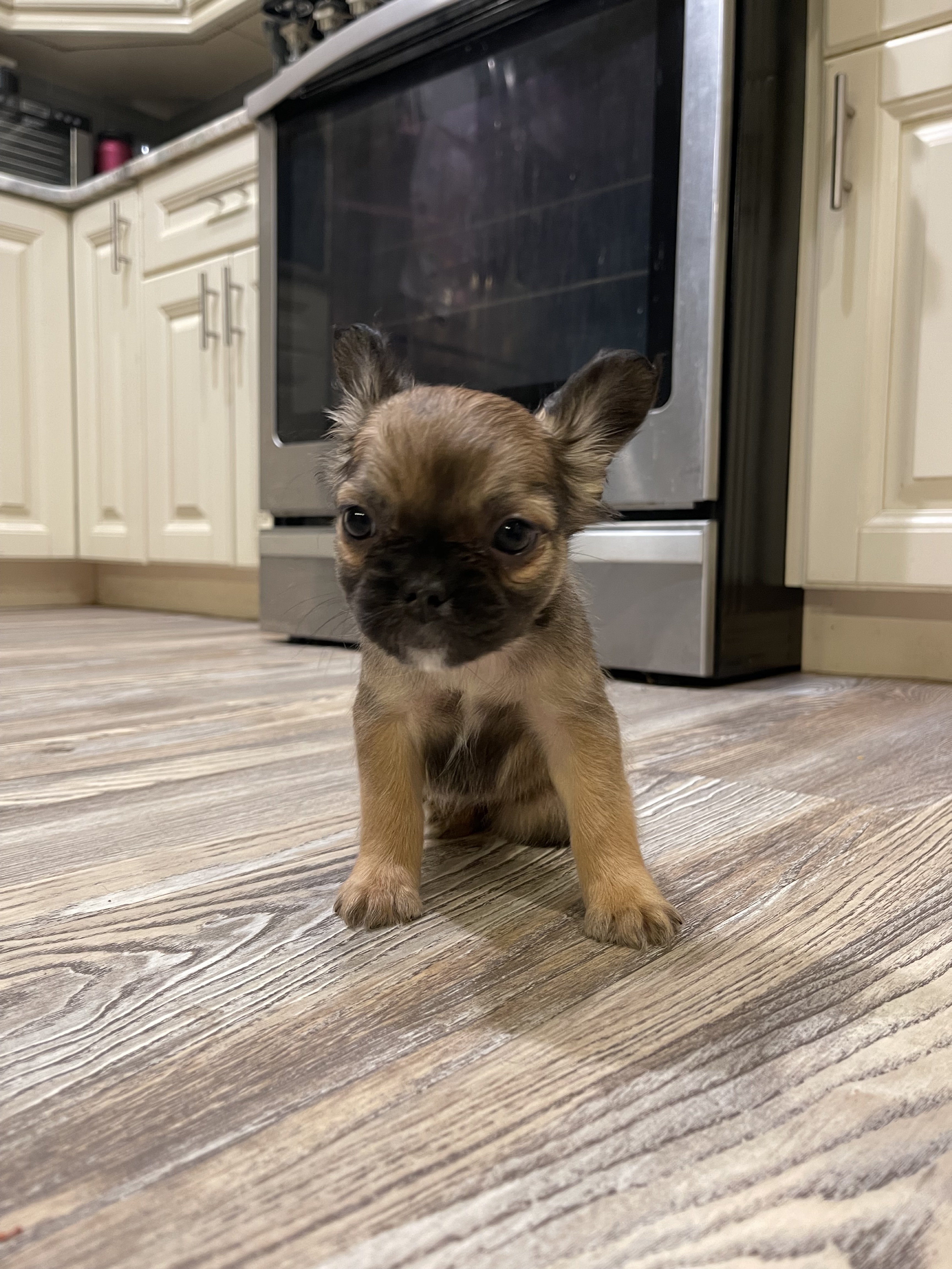 Bitsy — red/brown French Bulldog puppy