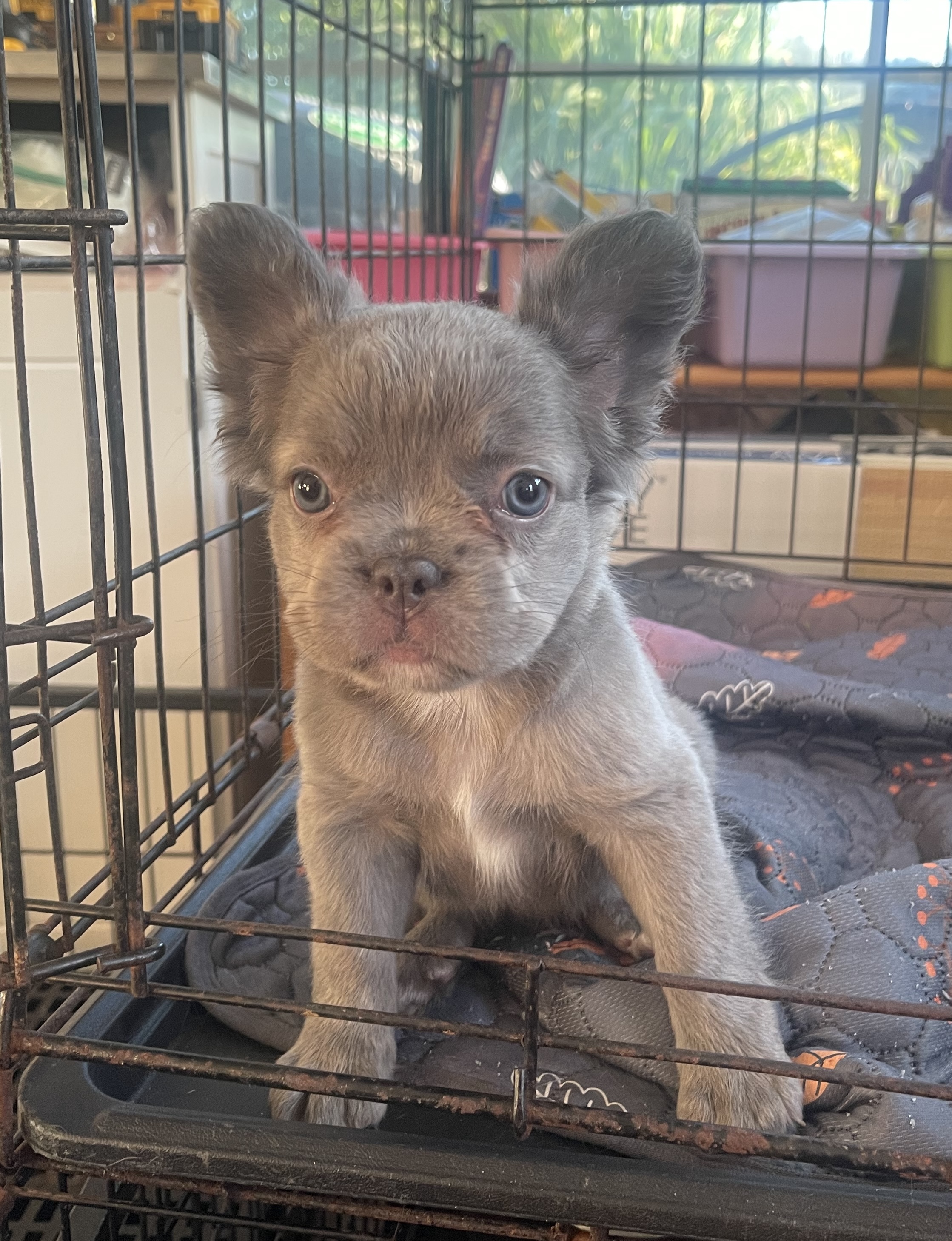 Coco — French Bulldog puppy (SOLD)