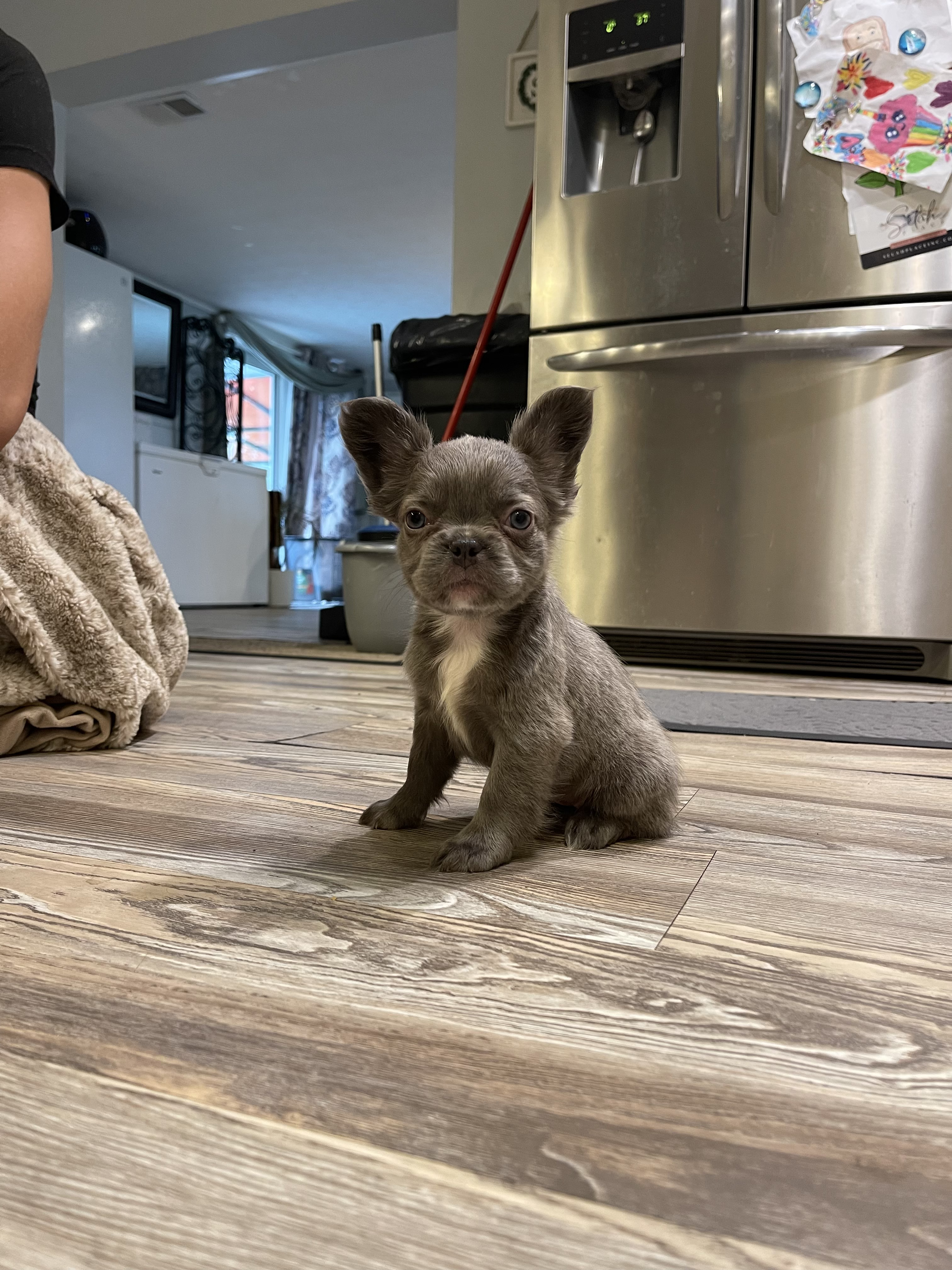Dior — French Bulldog puppy (SOLD)
