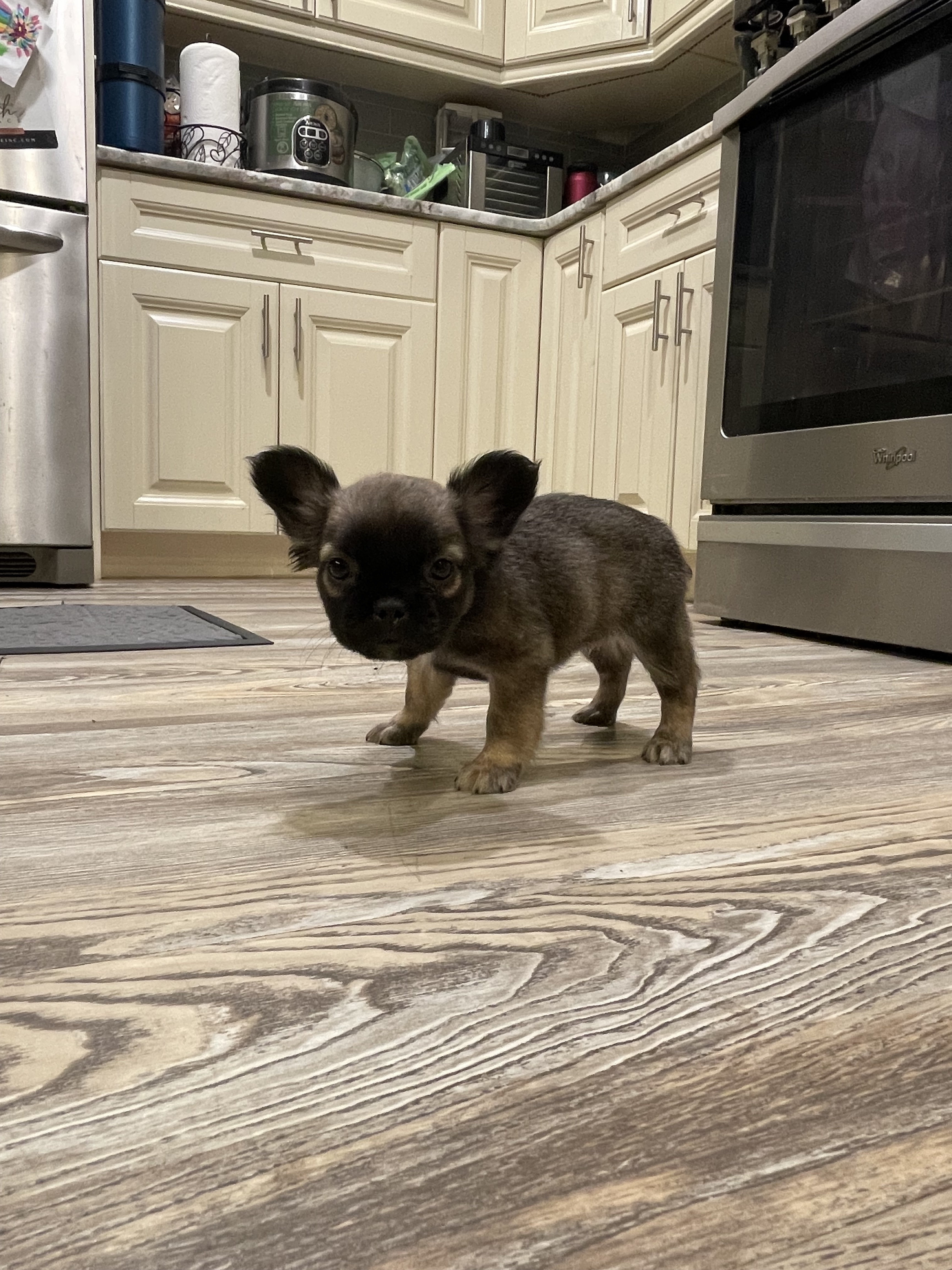Fefe — sable/tan French Bulldog puppy
